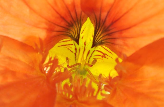 kapu